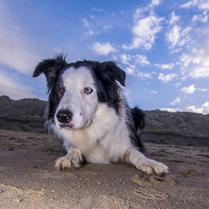Portrait of dog on land against sky