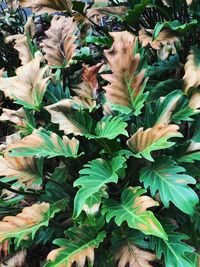 High angle view of leaves on field