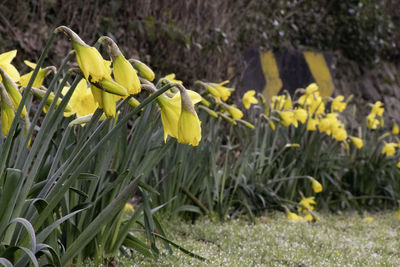 Close-up of yellow daffodil flowers on field