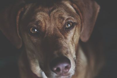 Close-up portrait of a dog