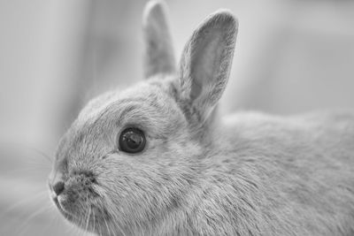 Close-up of rabbit