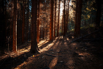 Trees in forest