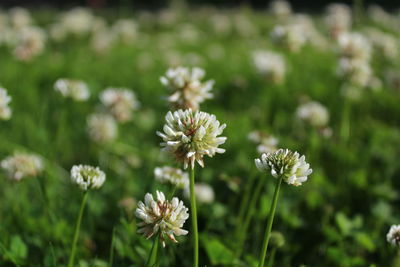 Close-up of white flowering plant on field