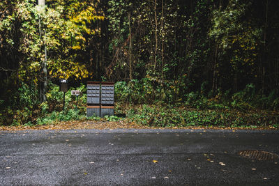 Trees in forest during autumn
