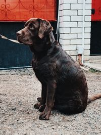 Close-up of black dog looking away