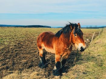 Horse on field against sky