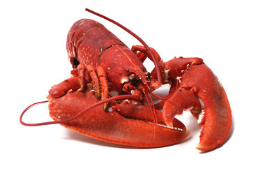 Close-up of a red crab over white background