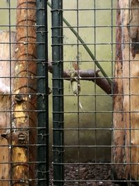 Close-up of lizard in cage