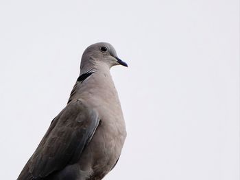 Wild pigeon