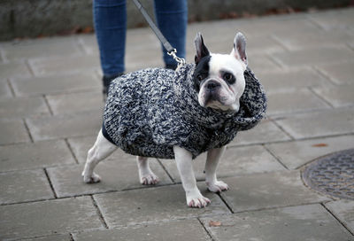 Low section of dog standing on footpath