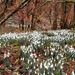 White flowers in park