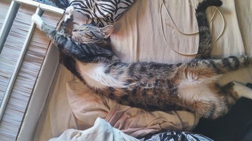 High angle view of cat relaxing on bed at home