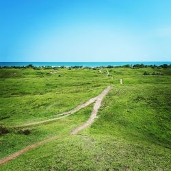 Scenic view of grassy field against clear sky