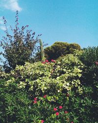 Low angle view of flowers blooming on tree