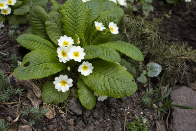 Close-up of white flowering plant