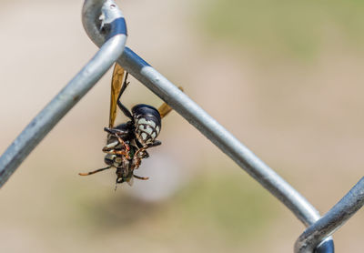 Close-up of wasp on chainlink fence