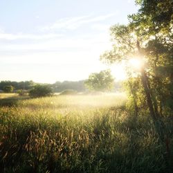 Scenic view of grassy field against sky