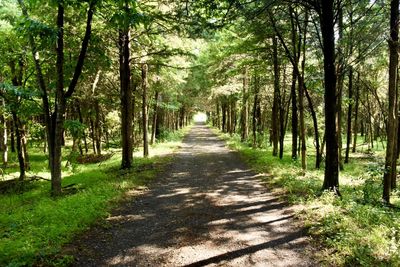 Footpath amidst trees in forest