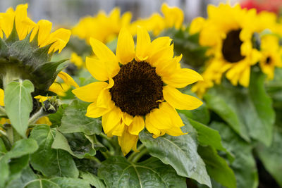 Decorative sunflowers blooming in greenhouse. cultivation of plants for sale and gardening business