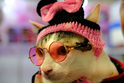 Close-up portrait of a cat