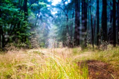 Trees growing in field