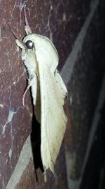 Close-up of bird perching on wall