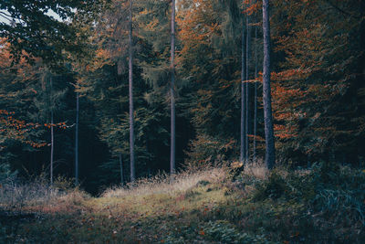 View of trees in forest