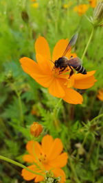 Close-up of bee pollinating on yellow flower