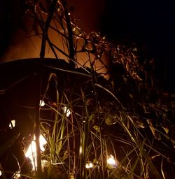 Close-up of illuminated grass at night