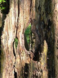 Close-up of tree trunk