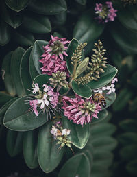 Close-up of purple flowering plant and busy bees