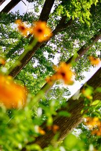 Low angle view of tree against sky