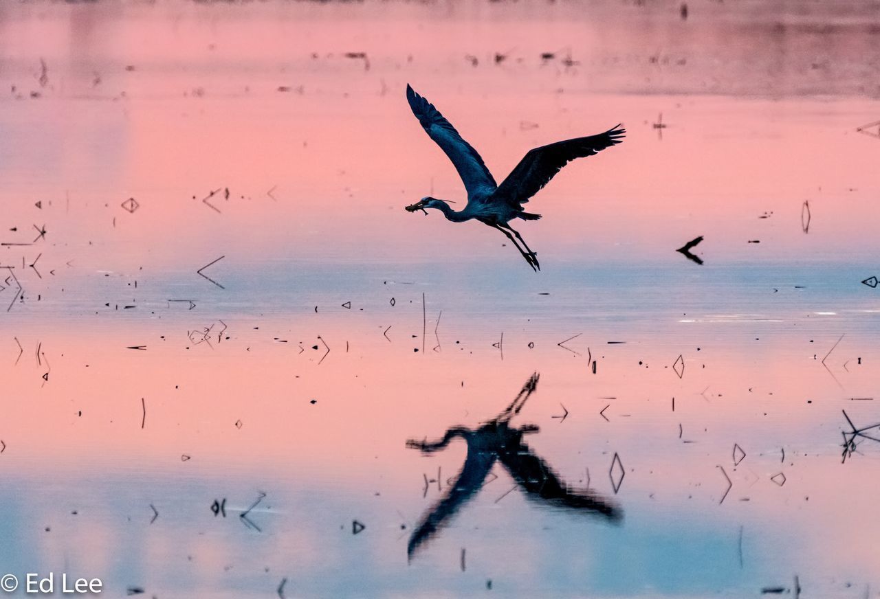 BIRDS FLYING OVER SEA