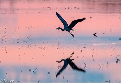 Flock of birds flying over sea