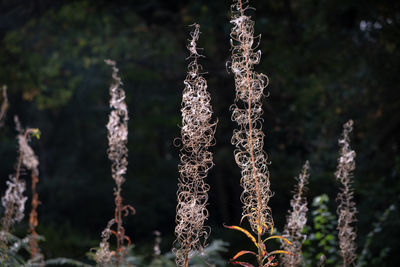 Close-up of plants growing outdoors