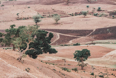 High angle view of trees on land