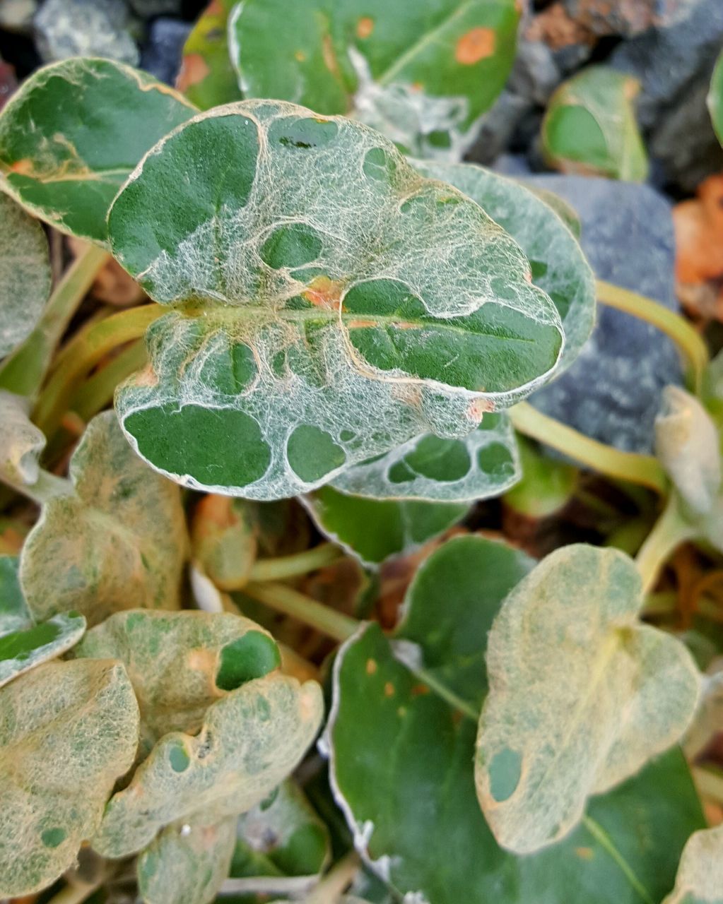 leaf, close-up, growth, green color, nature, plant, focus on foreground, leaves, beauty in nature, fragility, leaf vein, freshness, high angle view, wet, natural pattern, day, selective focus, growing, outdoors, tranquility