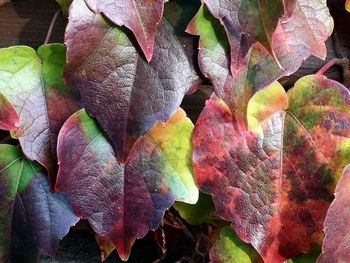 Full frame shot of colorful leaves