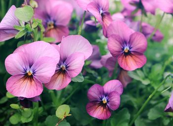 Close-up of pink flowering plants in park