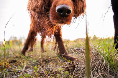 Close-up of a dog on field