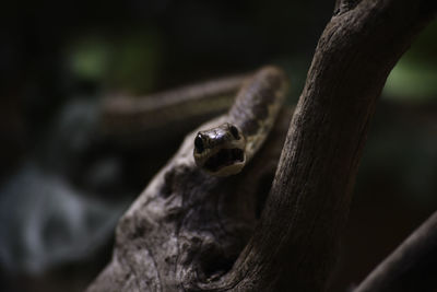 Close-up of an animal on tree trunk