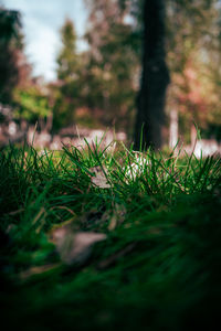 Close-up of mushroom growing on field