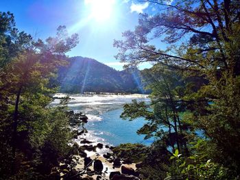 Scenic view of river amidst trees against sky