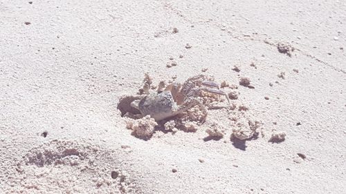 Close-up of crab on sand