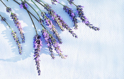 Close-up of purple flowering plant against white background