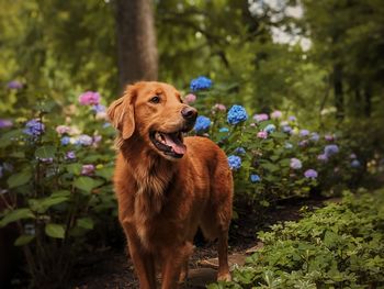 Dog with sticking out tongue in forest