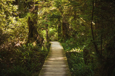 Boardwalk amidst trees in forest