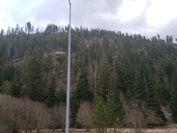 Panoramic view of pine trees in forest against sky