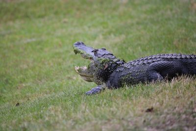 Tilt shot of crocodile on grass