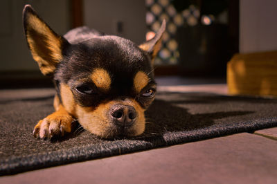 Close up of sleepy black and tan chihuahua sunbathing indoors looking at the camera